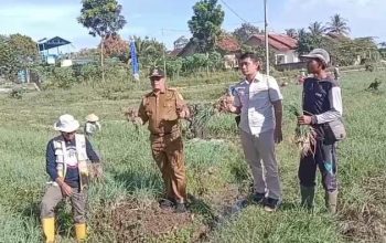 BUMDes Satria Bangun Karya Sukses Panen Perdana Bawang Merah! Sukadadi Torehkan Sejarah Pertama di Pesawaran