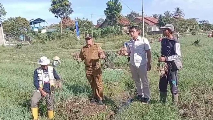 BUMDes Satria Bangun Karya Sukses Panen Perdana Bawang Merah! Sukadadi Torehkan Sejarah Pertama di Pesawaran