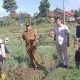 BUMDes Satria Bangun Karya Sukses Panen Perdana Bawang Merah! Sukadadi Torehkan Sejarah Pertama di Pesawaran