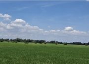 Pemprov Lampung pastikan panen raya tetap berlangsung di Maret 2026