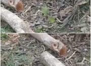 Marak Penebangan Kayu di Kawasan Hutan Register, Diduga Pelaku Andalkan Bekingan Oknum Polhut