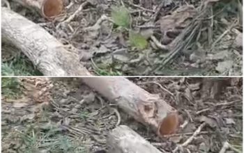 Marak Penebangan Kayu di Kawasan Hutan Register, Diduga Pelaku Andalkan Bekingan Oknum Polhut
