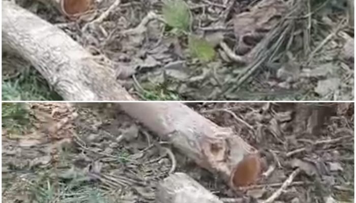 Marak Penebangan Kayu di Kawasan Hutan Register, Diduga Pelaku Andalkan Bekingan Oknum Polhut